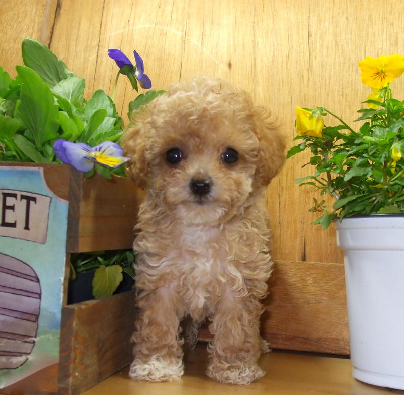 teacup puppy toy realistic